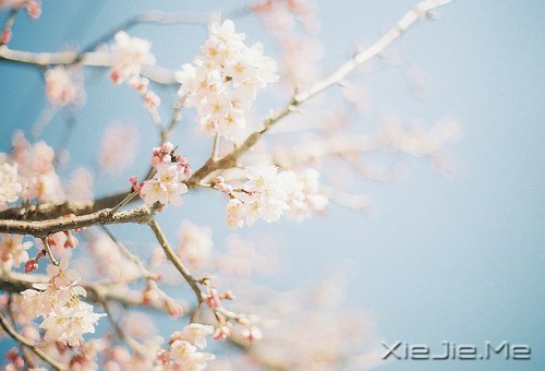 不管成功与否,至少曾经美丽 (9)