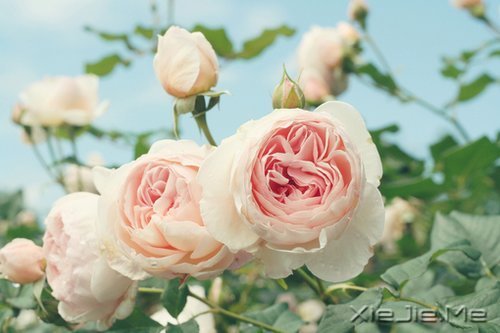 ����������ʹ�࣬˵��������л����� (7)