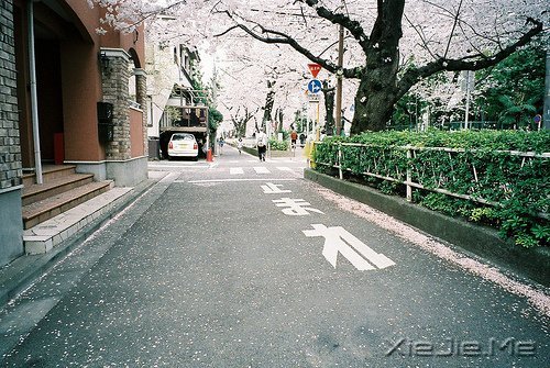 晚安心语:不要因为难过,就忘了散发芳香 (12)